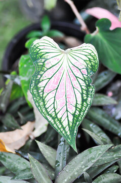Caladium ,Caladium Thai Beauty or Dieffenbachia seguine or Caladium bicolor or Araceae or Thai Beauty Caladium Hok Long or pink and green leaf