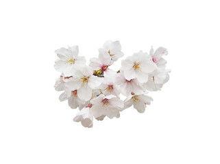 桜の花の切り抜き © Fu-design