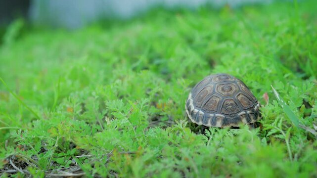 Small tortoise with patterned shell slowly walking through vibrant green grass in slow motion, wild animal moving in nature