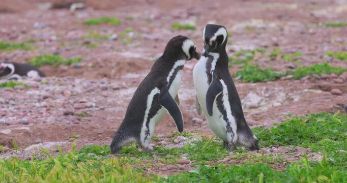 4K video; meeting ritual of two Magellanic penguins (Spheniscus magellanicus); male and female of a couple; east coast of argentina