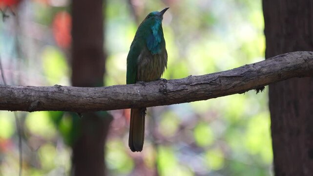 Blue-bearded Bee-eater  Nyctyornis athertoni Blue-bearded Bee-eater Resting on a vine in the rainforest A medium-sized bird with dark green body feathers and blue feathers around the neck