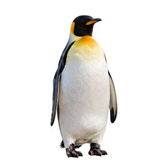 Fototapeta premium Majestic emperor penguin standing tall against a sleek black backdrop in sharp focus