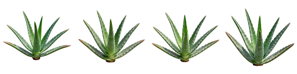 Fototapeta premium Aloe vera plants arranged in a horizontal line against a black background