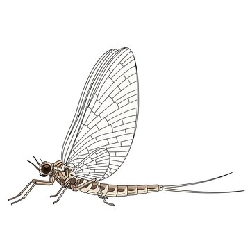 Illustration of a mayfly insect with transparent wings on a white background