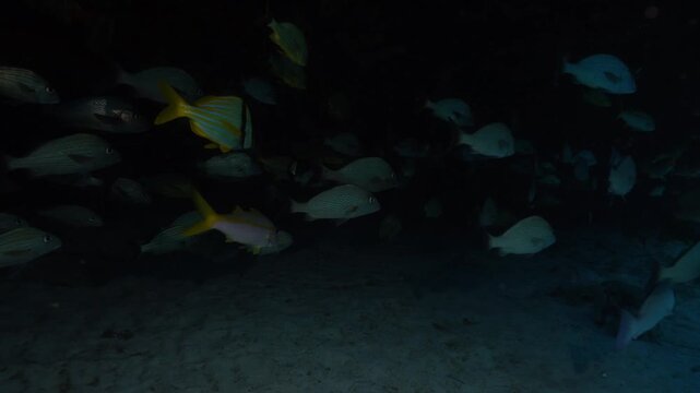 Scuba diver swimming out of a dark underwater cave revealing a large school of tropical fish