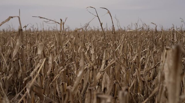 Steadicam tracking shot moving parallel along dry corn field after harvest. Close-up of withered maize stalks under cloudy sky, autumn agricultural landscape, rural farming scene.