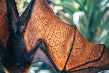 Naklejka premium Fruit bat wing membrane showing delicate veins and texture, backlit by ambient light in a natural habitat