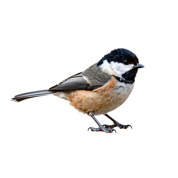 Detailed painting of a black capped chickadee standing on the ground with a black backdrop