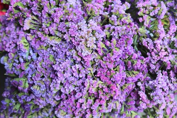 Obraz premium A cluster of small purple and lilac flowers known as Statice