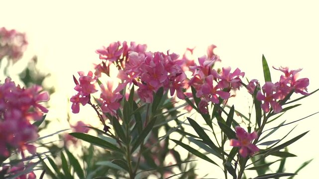 Beautiful Spring Time in Thailand: Blooming Pink Shower Tree.
