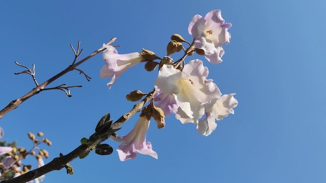 Spring flowers of Empress or Princess Tree (Paulownia tomentosa), a fast-growing tree featuring large heart-shaped leaves and producing fragrant purple, tubular flower clusters in late spring before t