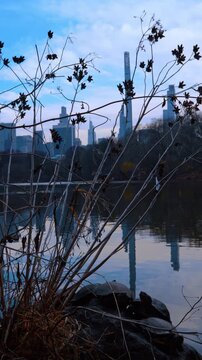 A few turtles sit on the rock under the bare bush. Manhattan skyscrapers reflect in the pond. Vertical video.