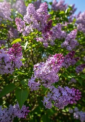 Obraz premium Close-up of vibrant purple lilac flowers blooming in sunlight.
