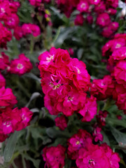 Obraz premium pink flowers in garden