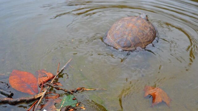 Large turtle goes into water from the waterfront. Popular turtles living in Central Park, New York, USA. Close up.