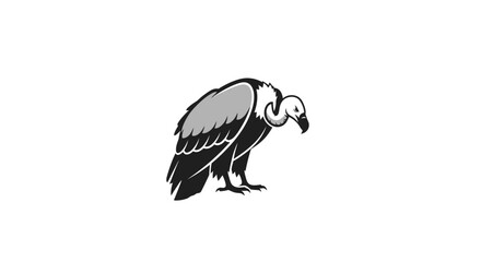 Fototapeta premium Black Vulture Bird Standing Alone.