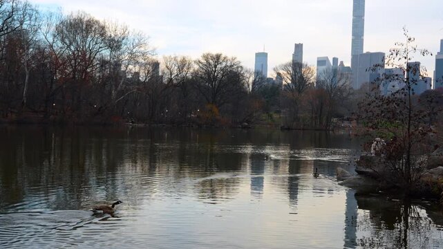 Few Canada geese are swimming on the pond. Scenery of Central Park, New York, USA in autumn.