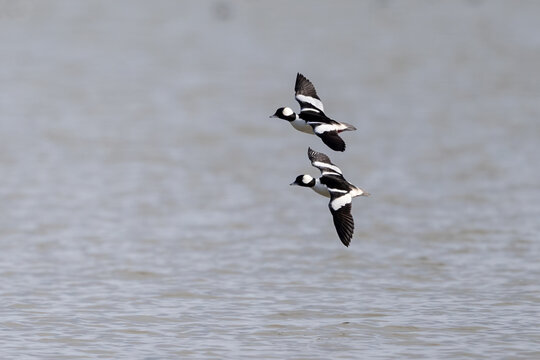 Pair of bufflehead ducks flying over water in a clean minimalist composition