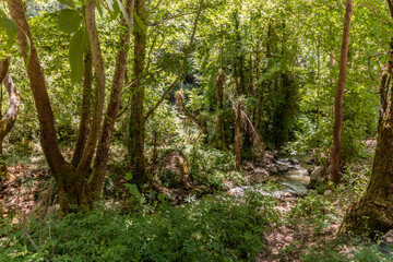 Fototapeta premium Creek in Qadisha valley, Lebanon
