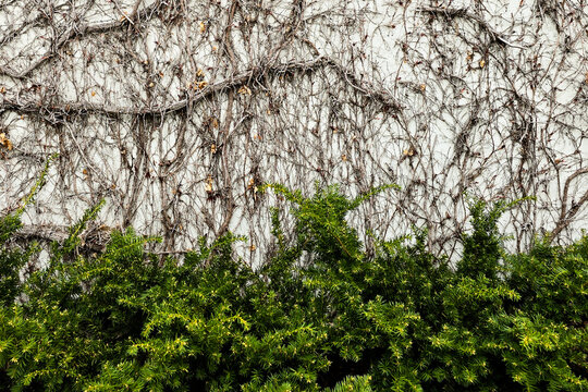 Leafless creeper branches against a white concrete wall with pine shrubs, suitable as a natural background for a presentation or a design project 
