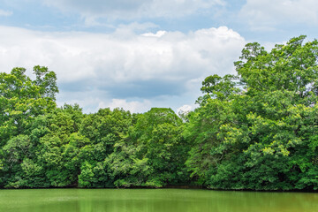 Fototapeta premium Beautiful Japanese landscape featuring lush green trees reflecting on a calm pond under a blue sky with white clouds in summer