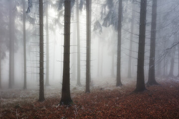 Obraz premium Misty magical forest at winter time with nice light. Tree background landscape