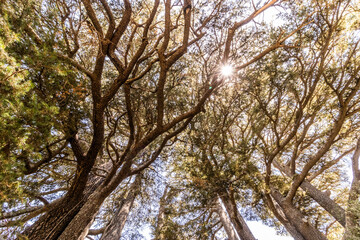 Fototapeta premium Sun shining into Cedars of God forest, Lebanon