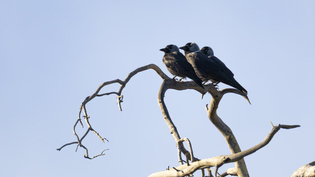Three Western Jackdaws (Coloeus monedula) perched on a bare twisted tree branch against a blue sky