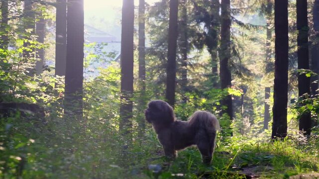 Shih Tzu dog pauses in forest clearing scanning trees with alert ears. Dog stands still sniffing air before pivoting head to track grass slow motion