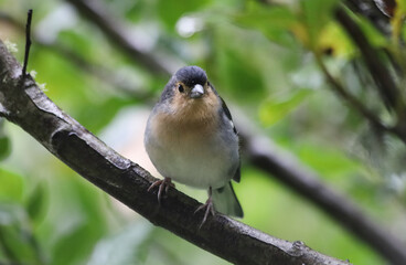 Obraz premium Madeira Chaffinch bird, wildlife - Madeira island, Portugal
