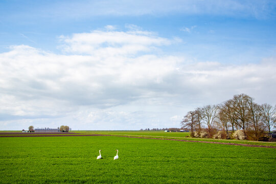 two white swans near farm barn in open landscape of flevoland in the netherlands under blue sky in spring