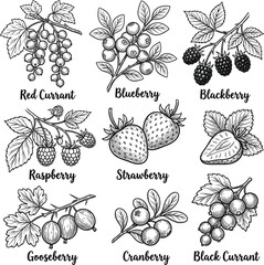 Hand-drawn illustrations of various berries on white background   © Iry