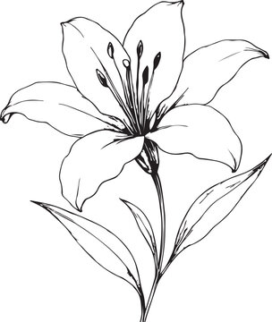 Bouquet of lily flowers vector illustration