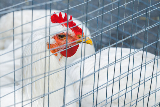 Closeup of a white chicken with a red comb behind a metal wire fence on a farm