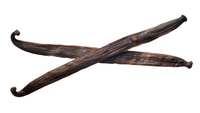 Two dark brown textured aromatic vanilla pods naturally crossed, isolated on transparent background for gourmet cooking and baking