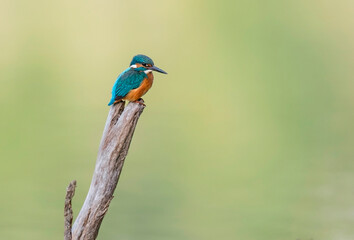 Obraz premium A vibrant common kingfisher bird is perched on a dry wooden branch in its natural habitat