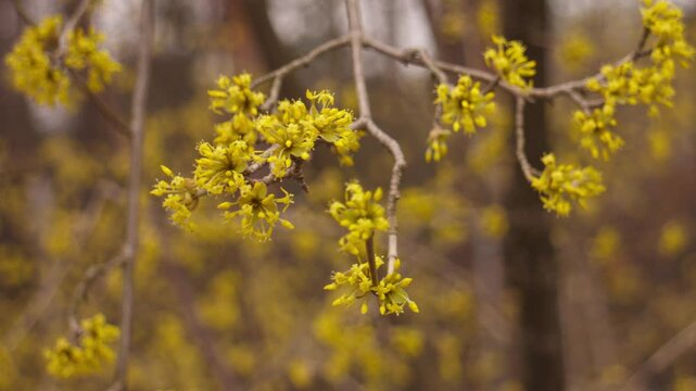 Close-up of yellow cornel flowers gently swaying on branches in a spring garden, with a softly blurred background and natural sunlight.
