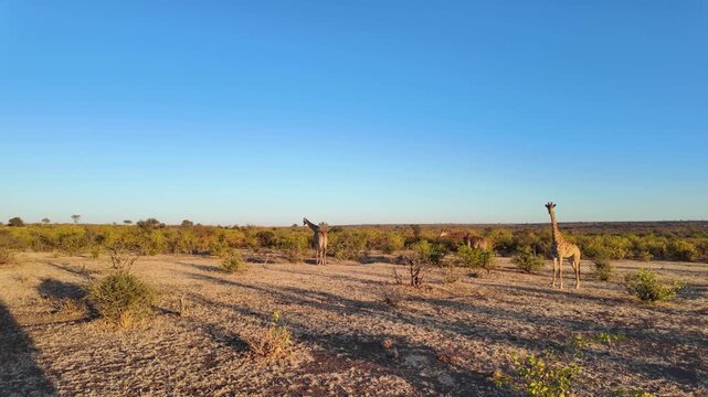 4K 30fps footage of a South African giraffe feeding in the Greater Mapungubwe Conservation Area, Botswana. Wildlife behaviour in natural mopane veld habitat, ideal for documentary and commercial use.