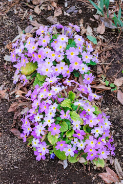 Pink primula sieboldii flowers blooming in the spring garden.