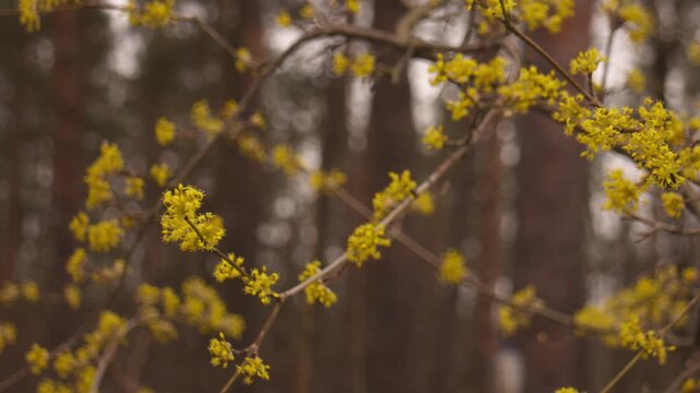 Close-up of yellow cornel flowers gently swaying on branches in a spring garden, with a softly blurred background and natural sunlight.