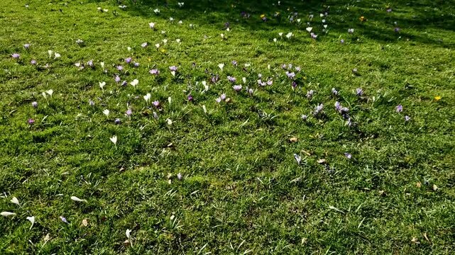 purple bulbs bloom in grassy park between  lanes in the city. crocuses in a dense carpet. highway beauty with horticultural planting in  spring sun, walking meadow