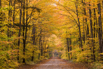 Fototapeta premium 64776-01404 Road in fall color Schoolcraft County Upper Peninsula Michigan