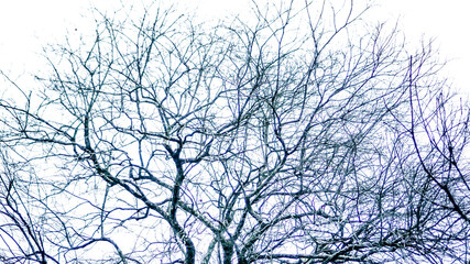 Obraz premium Silhouette of bare tree branches against a bright white sky.