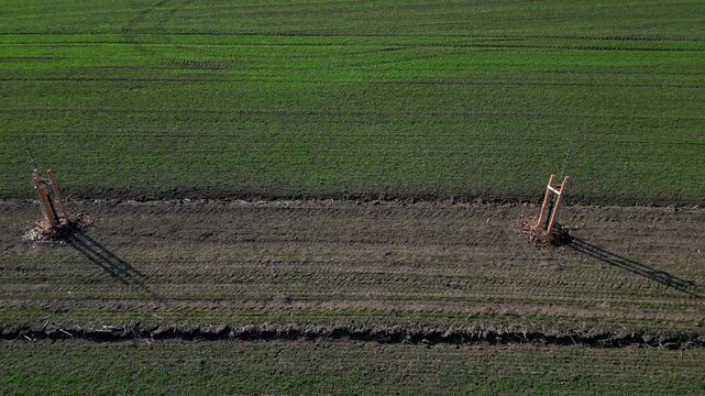 young trees in landscape. planted in row along path or field edge. protected by wooden structure with stakes, support protect it from wildlife or damage from machinery. Landscape windbreak, increases 