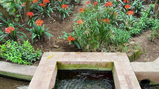 Garden with orange flowers and small stone pond. Lush green plants in public park of Rabat. Scenic view of tropical garden in Morocco. Outdoor landscape with clivia miniata and decorative pool.