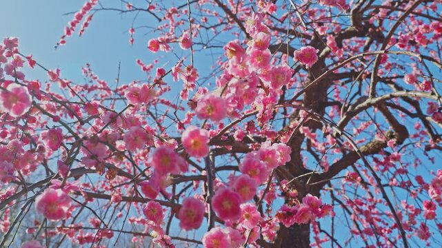 Vibrant pink plum blossoms catching the bright spring sunlight on a clear day. The branches create a beautiful pattern against the blue sky, swaying gently in the breeze with a warm, airy feel.