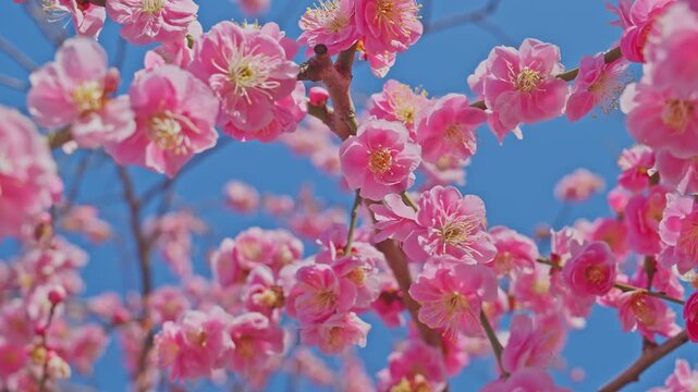 Close-up of bright pink plum blossoms (Ume) blooming densely on branches. The vibrant petals contrast beautifully against a clear blue sky as they sway gently in the spring light.