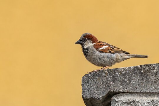 Close up portrait of a male house sparrow perching on a grey wall. Yellow background.