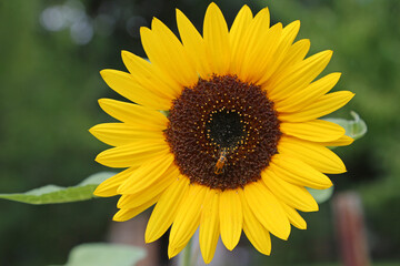 Fototapeta premium Sunflower with insect