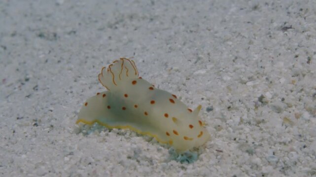 A white nudibranch with red dots (Gymnodoris ceylonica) moves slowly on the sandy white ocean floor.